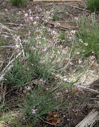 Image of Boechera thompsonii by (c) Nicola van Berkel, some rights reserved (CC BY-SA)