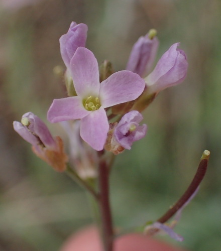 Image of Boechera thompsonii by (c) Nicola van Berkel, some rights reserved (CC BY-SA)