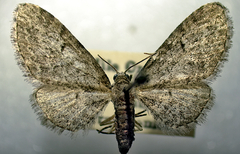 Eupithecia sheppardata