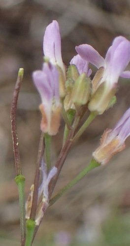 Image of Boechera thompsonii by (c) Nicola van Berkel, some rights reserved (CC BY-SA)