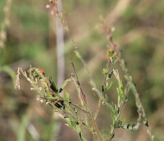 Oenothera filiformis