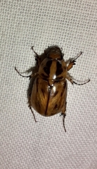 Cyclocephala