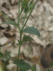 Pseudoconyza viscosa