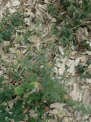 Pseudoconyza viscosa