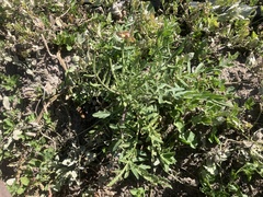 Sisymbrium altissimum