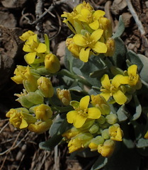 Physaria acutifolia