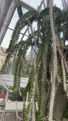 Euphorbia trigona
