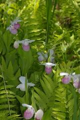 Cypripedium reginae