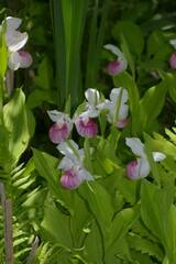 Cypripedium reginae