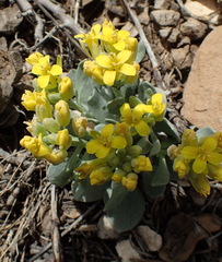 Physaria acutifolia