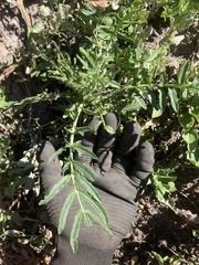 Sisymbrium altissimum