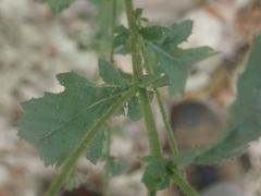 Pseudoconyza viscosa