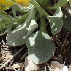 Physaria acutifolia
