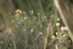 Heterotheca subaxillaris