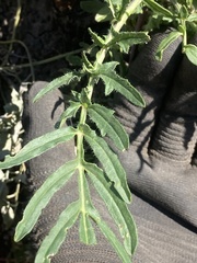 Sisymbrium altissimum