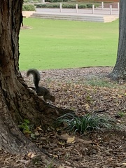 Sciurus carolinensis