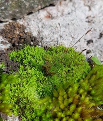 Tortula muralis muralis