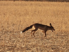 Vulpes vulpes silacea