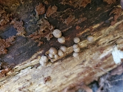 Helicogloea compressa