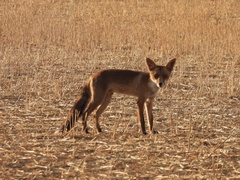 Vulpes vulpes silacea