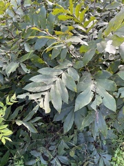 Carya illinoinensis