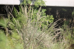 Muhlenbergia lindheimeri