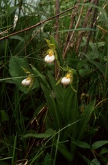 Cypripedium candidum