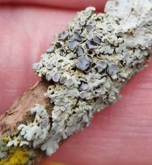 Physcia aipolia