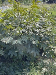 Carya illinoinensis