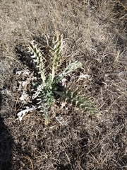 Cirsium undulatum