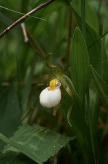 Cypripedium candidum