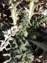 Cirsium undulatum