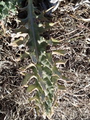 Cirsium undulatum