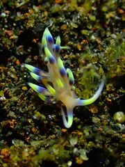 Coryphellina exoptata