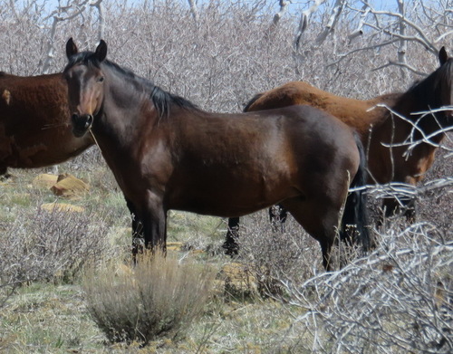 Horse head front view: reference photo 8 by Nicola van Berkel