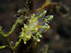 Eubranchus