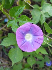 Ipomoea nil