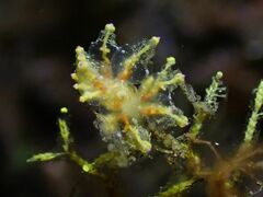 Eubranchus