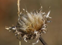 Plectocephalus americanus