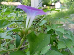 Ipomoea nil