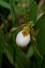Cypripedium candidum
