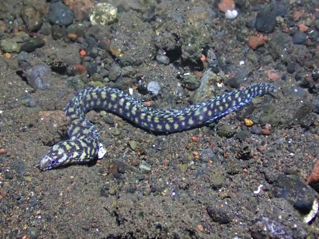 Flores Reef Moray