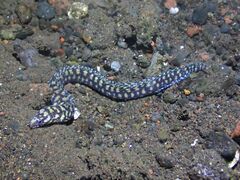 Flores Reef Moray photo 1