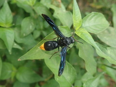 Synagris analis