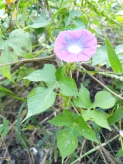 Ipomoea nil