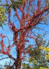 Parthenocissus quinquefolia