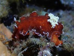 Platydoris sanguinea