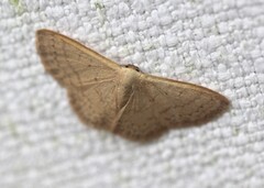 Idaea uniformis