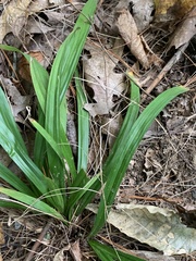 Carex laxiflora