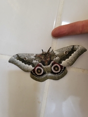 Gonimbrasia zambesina